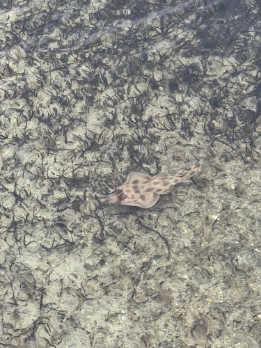 Western Shovelnose Ray