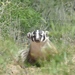 Southwestern American Badger - Photo (c) David Molina, some rights reserved (CC BY-NC-ND), uploaded by David Molina