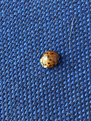 Asian Lady Beetle