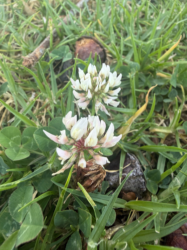 white clover