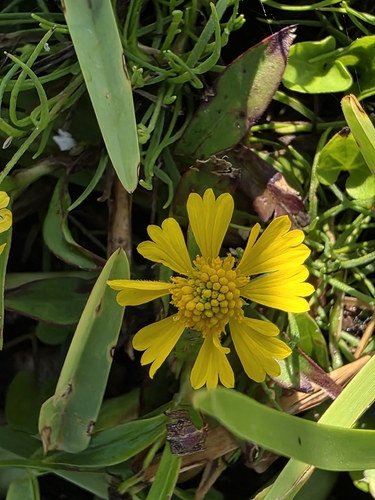 Bitterweed