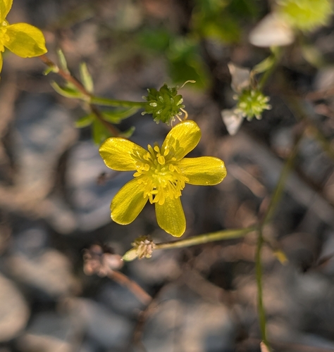 Ranunculus sardous