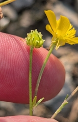 Ranunculus sardous, photograph (c) Alan Prather, some rights reserved (CC BY)