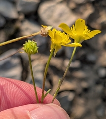 Ranunculus sardous, photograph (c) Alan Prather, some rights reserved (CC BY)