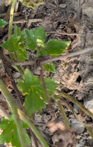 Ranunculus sardous, photograph 4
