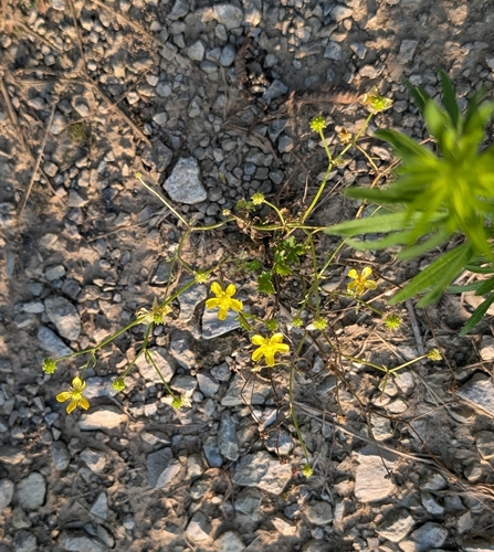 Ranunculus sardous, photograph 5