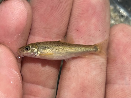 Santa Ana Sucker (Catostomus santaanae) — Catostomidae — 2