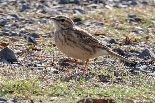 Australian Pipit