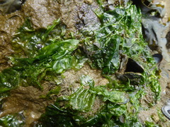 Ulvaceae