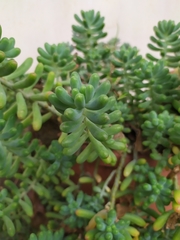 Sedum allantoides