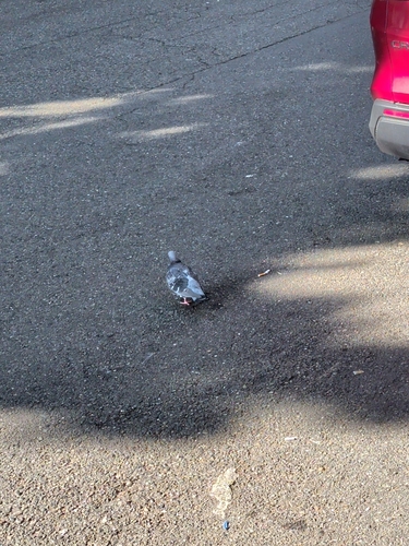 Rock Pigeon