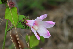 Hibiscus costatus
