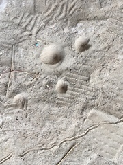 Vella