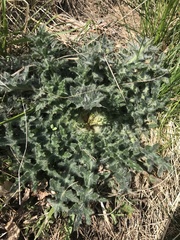 Cirsium vulgare