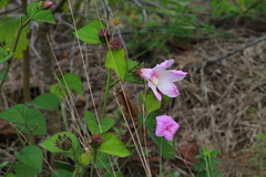 Hibiscus costatus
