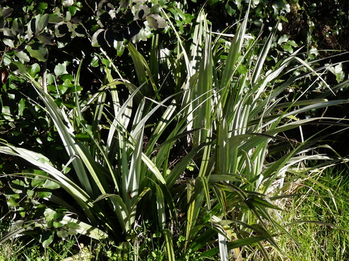 Astelia chathamica, 2026-07-02