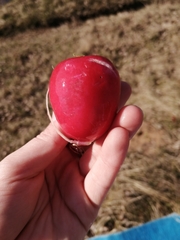 Raphanus sativus radicula