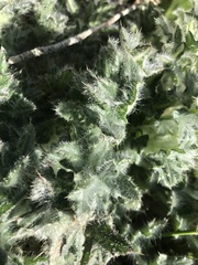 Cirsium vulgare