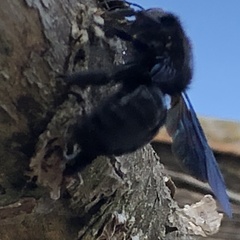 Xylocopa violacea