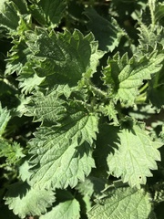 Urtica dioica