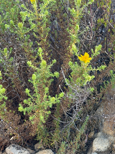 Deinandra minthornii, photograph 2