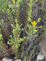 (c) klicklo, some rights reserved (CC BY) Deinandra minthornii, photograph (c) klicklo, some rights reserved (CC BY)