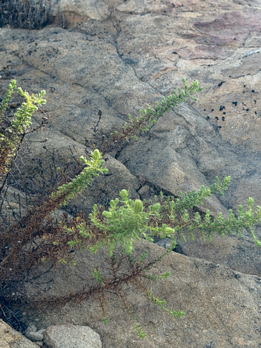 Deinandra minthornii, photograph 3