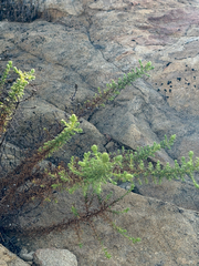 (c) klicklo, some rights reserved (CC BY) Deinandra minthornii, photograph (c) klicklo, some rights reserved (CC BY)