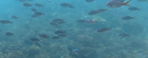 Brown Chromis