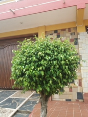 Ficus