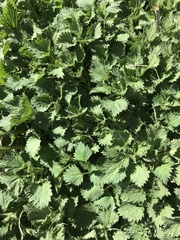 Urtica dioica