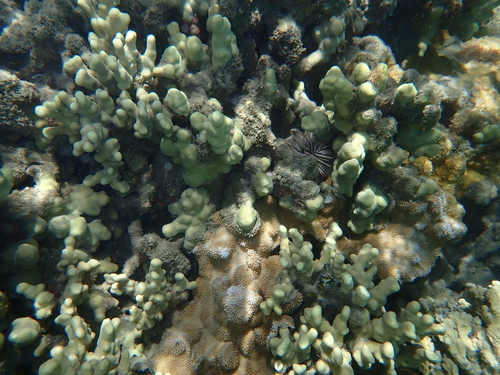 Porites compressa observed 2026-07-04