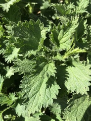 Urtica dioica