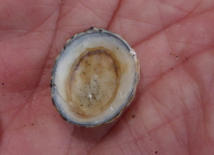 Lottia paradigitalis