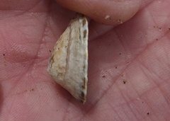 Lottia paradigitalis