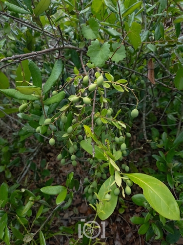 Chionanthus pygmaeus, photograph 1