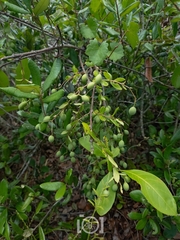 Chionanthus pygmaeus, photograph author not stated, no rights reserved