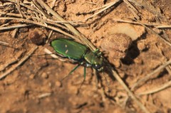 Cicindela obsoleta
