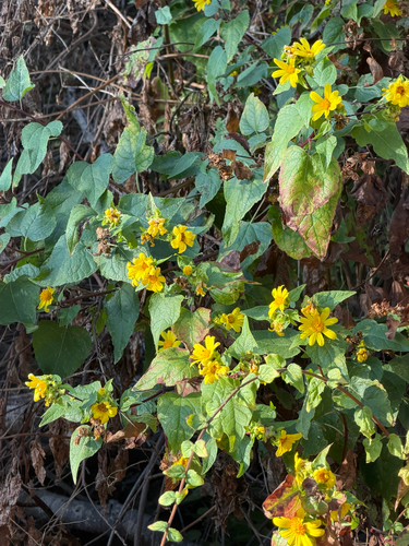 Venegasia carpesioides, photograph 4