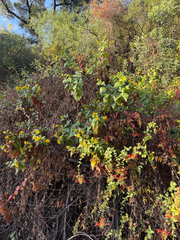 Venegasia carpesioides, photograph (c) klicklo, some rights reserved (CC BY)