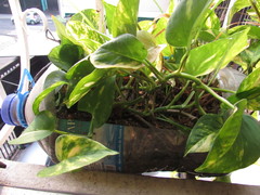 Epipremnum aureum