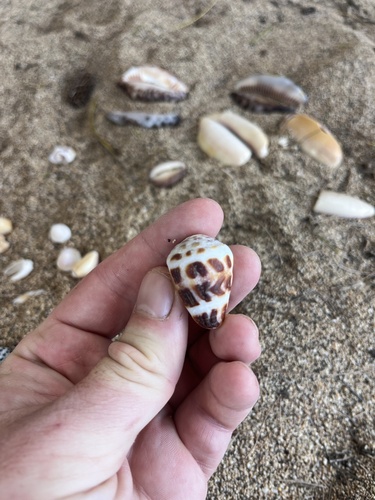 Conus ebraeus observed 2026-07-04