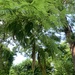 Acacia flava