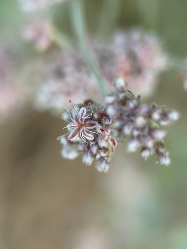Eriogonum cinereum, photograph 2