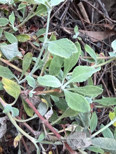 Eriogonum cinereum, photograph 4