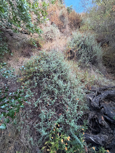 Eriogonum cinereum, photograph 3