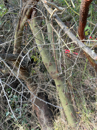 Ceanothus spinosus, photograph 2