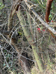 (c) klicklo, some rights reserved (CC BY) Ceanothus spinosus, photograph (c) klicklo, some rights reserved (CC BY)