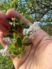 Ceanothus spinosus
