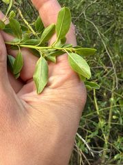 (c) klicklo, some rights reserved (CC BY) Ceanothus spinosus, photograph (c) klicklo, some rights reserved (CC BY)